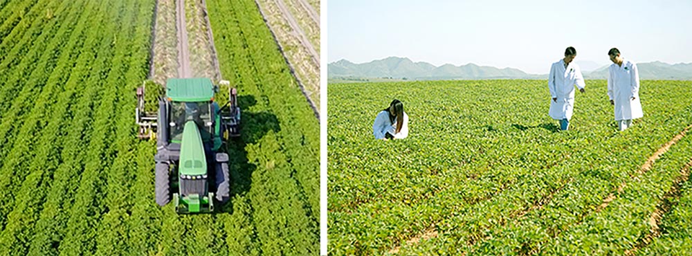 遼寧正業(yè)花生產(chǎn)業(yè)：共抗疫情，龍頭企業(yè)顯擔(dān)當(dāng)！(圖3)